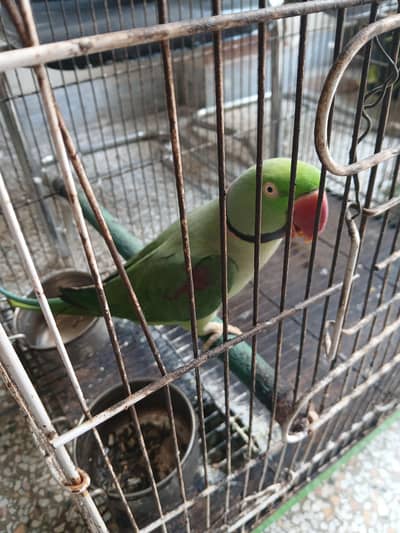 kashmiri raw parrots