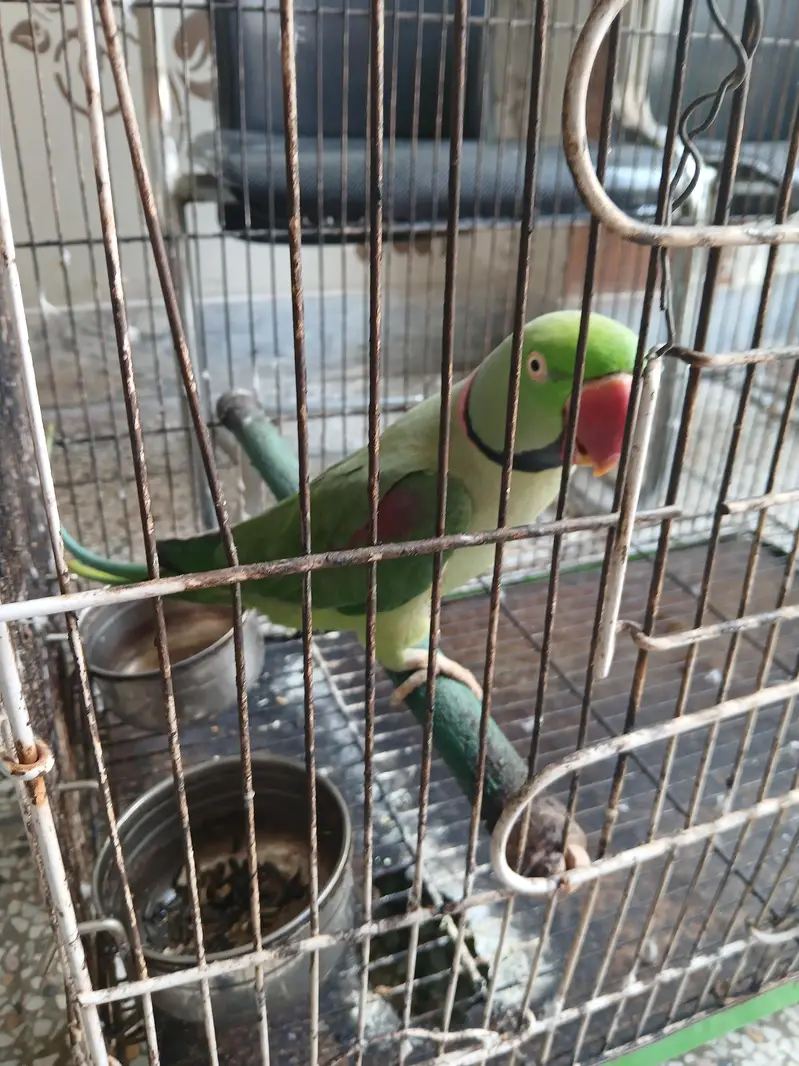kashmiri raw parrots — photo 2
