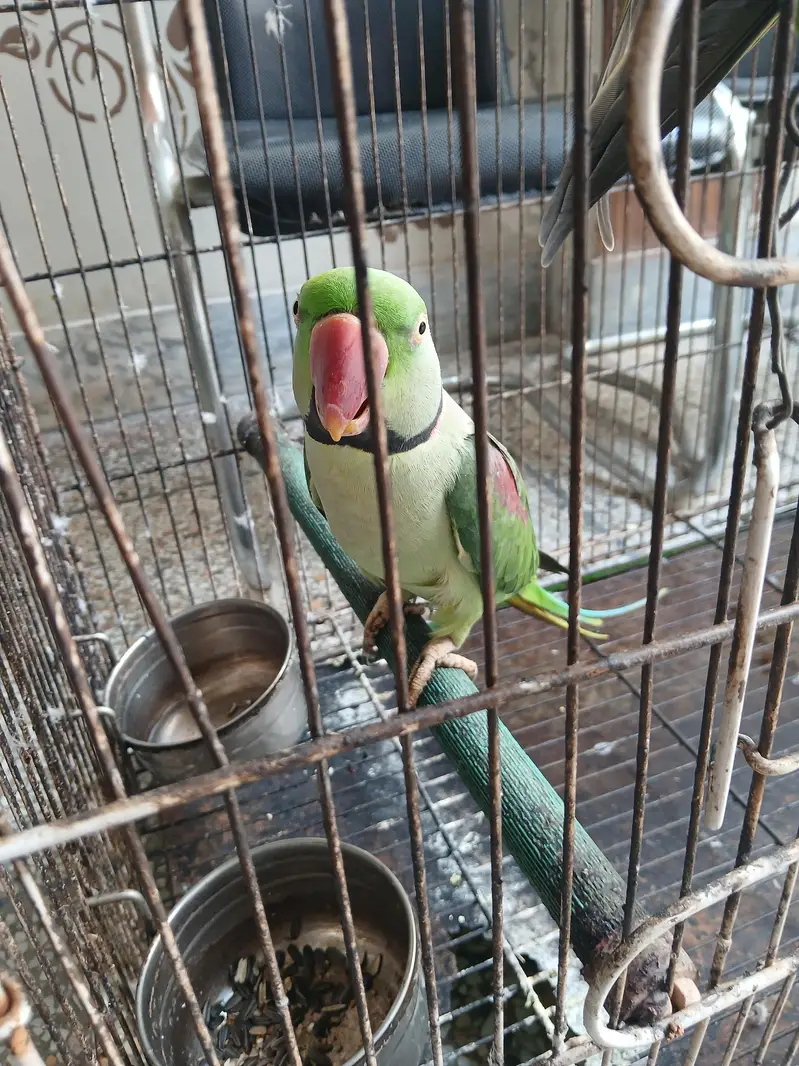 kashmiri raw parrots — photo 3