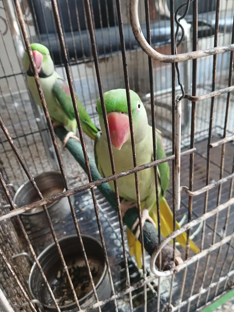 kashmiri raw parrots — photo 4