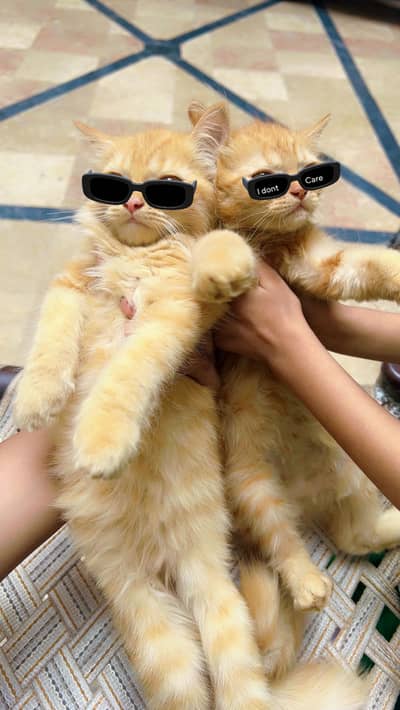 Persian Kittens Healthy