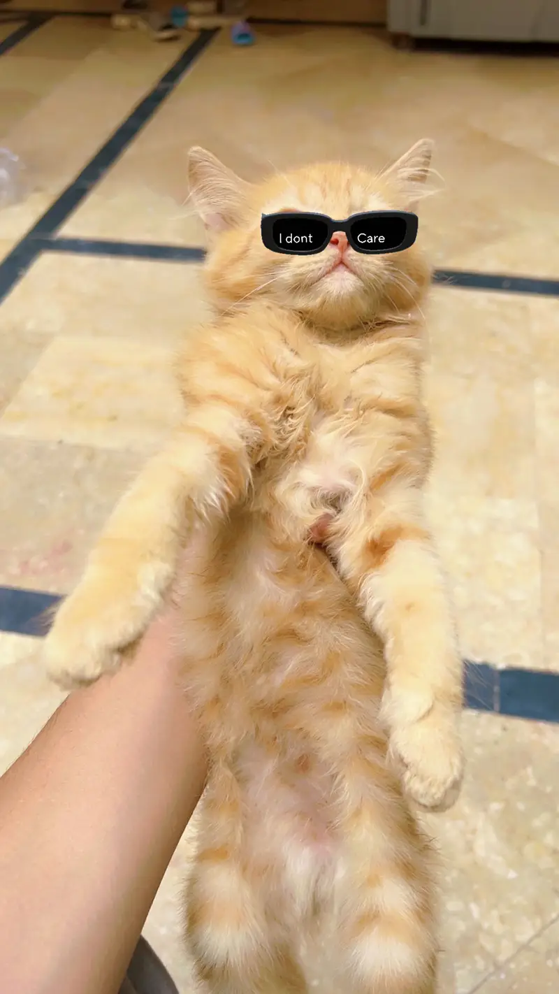 Persian Kittens Healthy — photo 2
