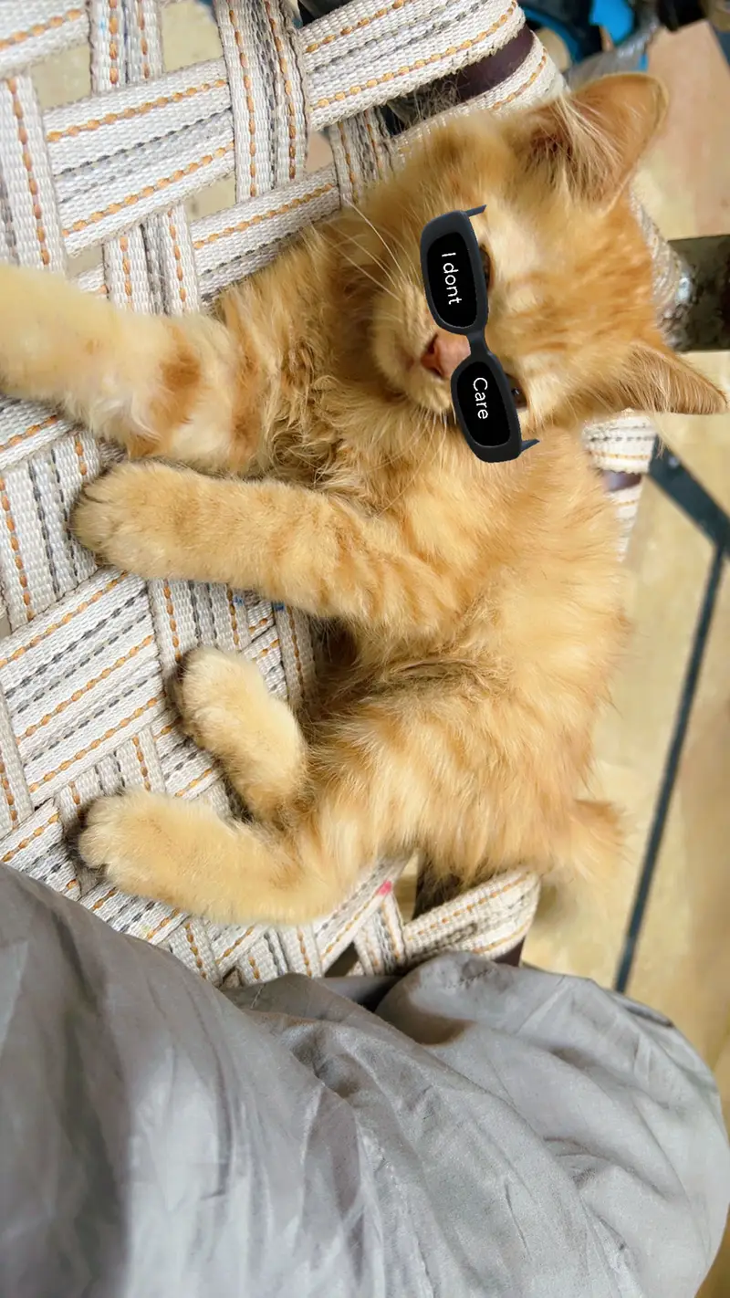 Persian Kittens Healthy — photo 3