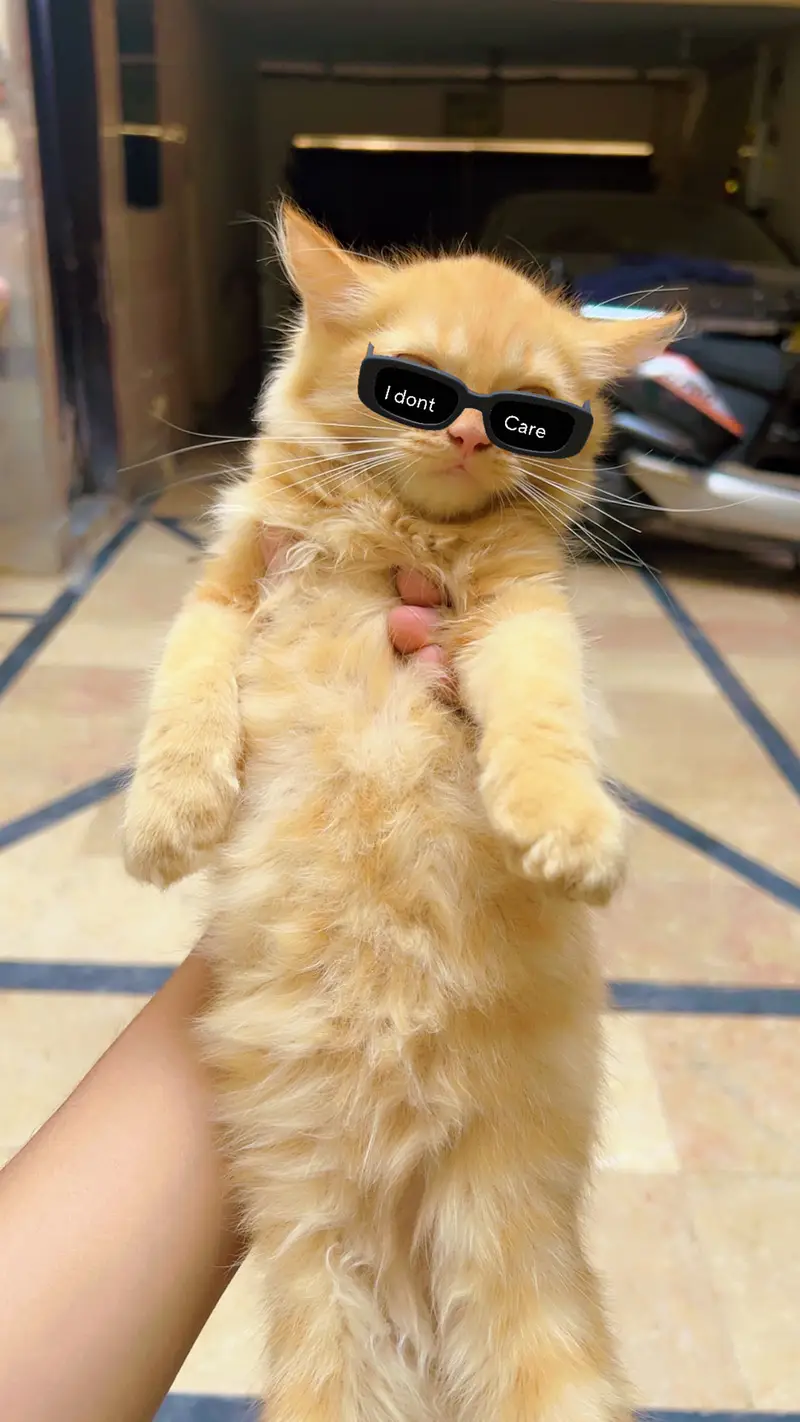 Persian Kittens Healthy — photo 4
