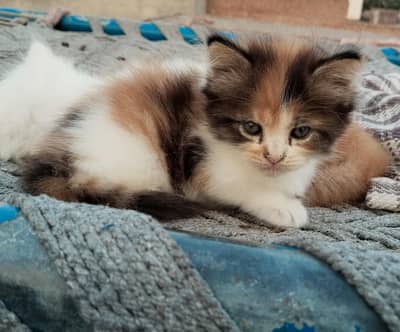 2 pairs of beautiful Persian kittens