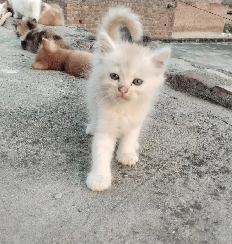2 pairs of beautiful Persian kittens — photo 2