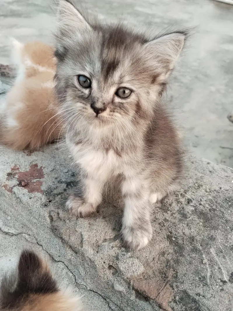 2 pairs of beautiful Persian kittens — photo 3