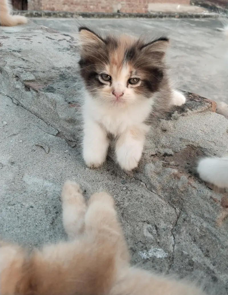 2 pairs of beautiful Persian kittens — photo 4