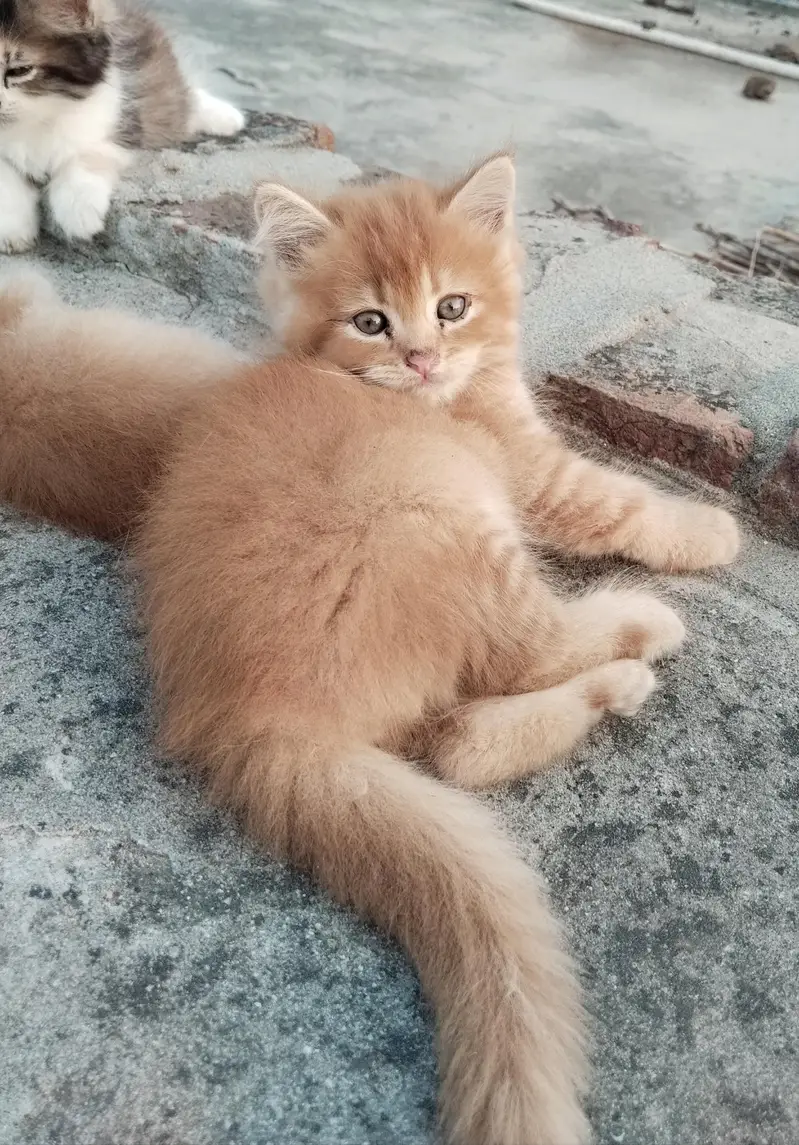 2 pairs of beautiful Persian kittens — photo 5