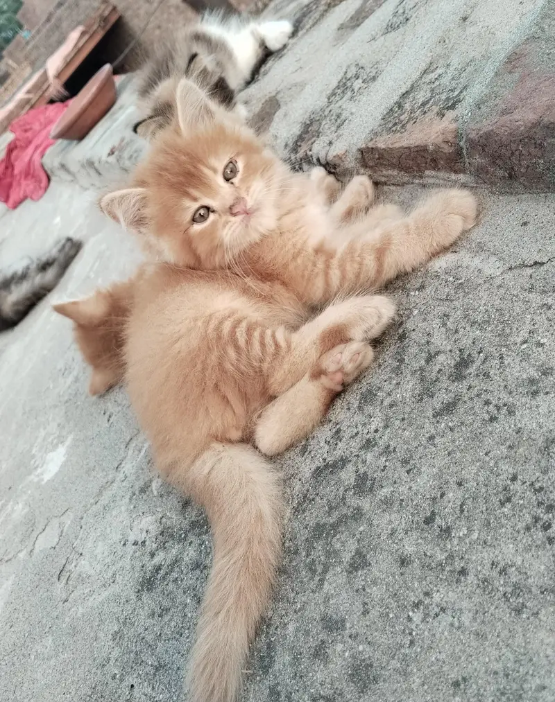 2 pairs of beautiful Persian kittens — photo 6