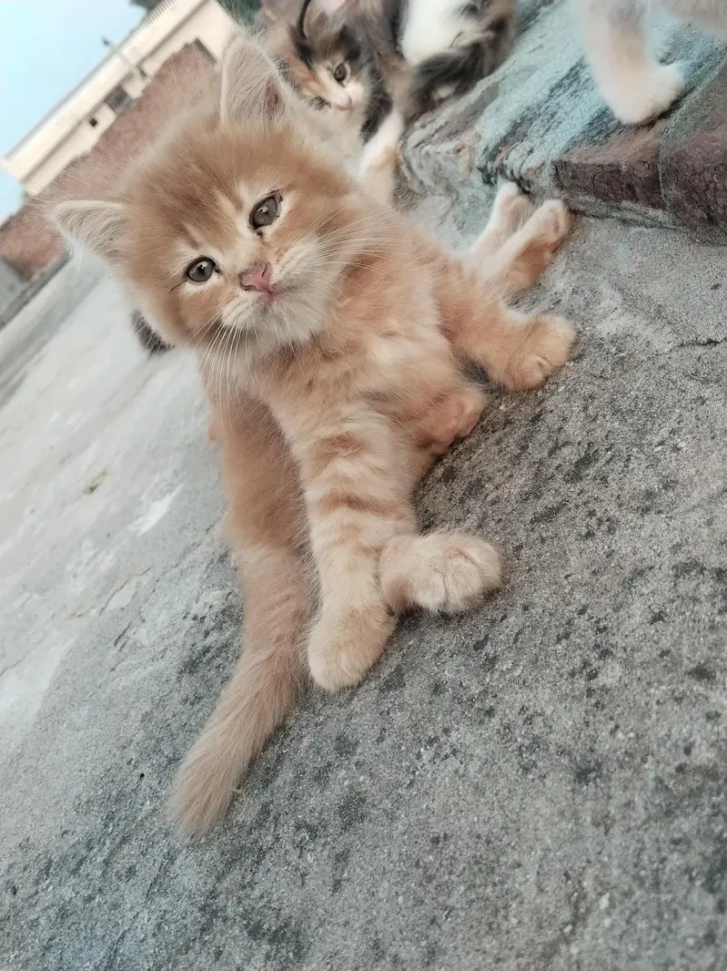 2 pairs of beautiful Persian kittens — photo 7