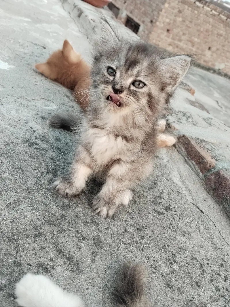 2 pairs of beautiful Persian kittens — photo 8
