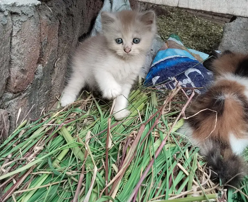 2 pairs of beautiful Persian kittens — photo 9