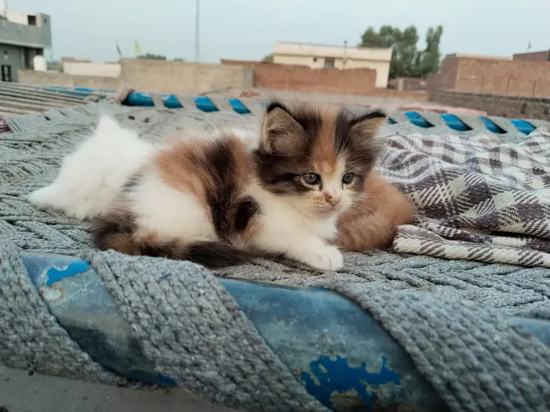 2 pairs of beautiful Persian kittens — photo 10