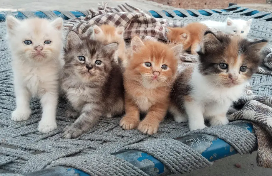2 pairs of beautiful Persian kittens — photo 11