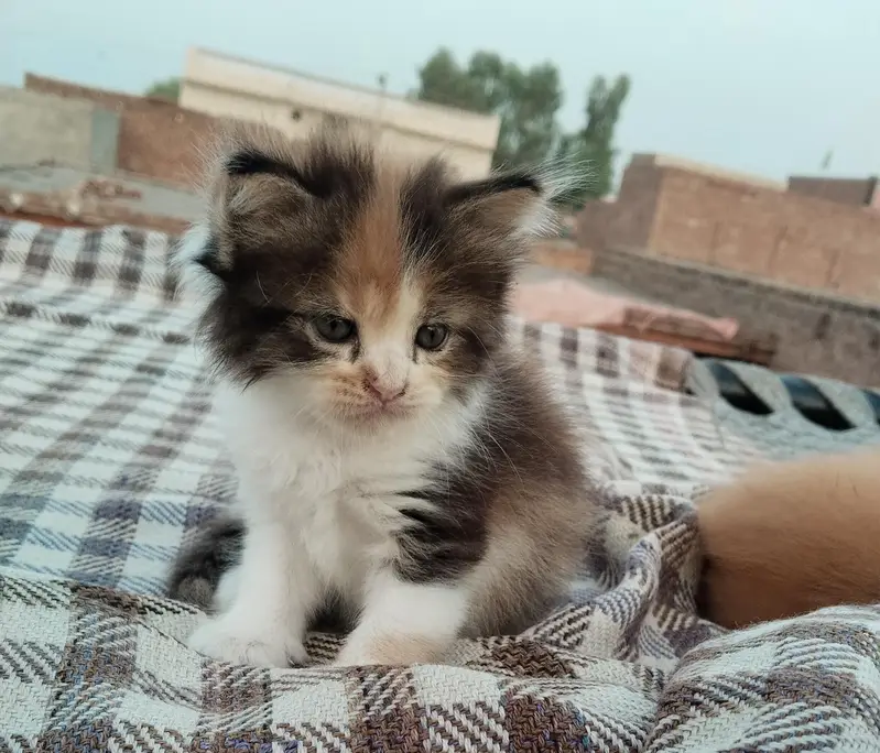 2 pairs of beautiful Persian kittens — photo 12