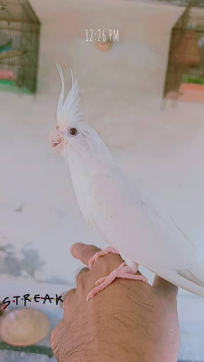 cockatiel tame