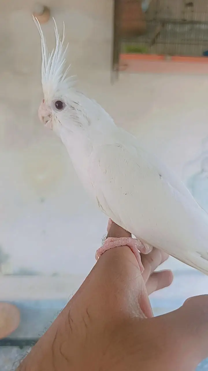 cockatiel tame — photo 2