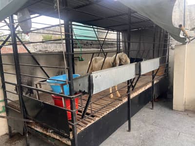 Goat/Sheep Multi-International Shed |