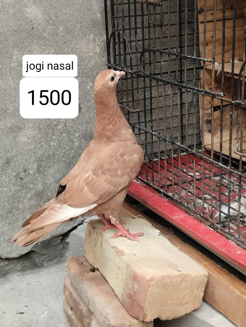 pigeons available 4