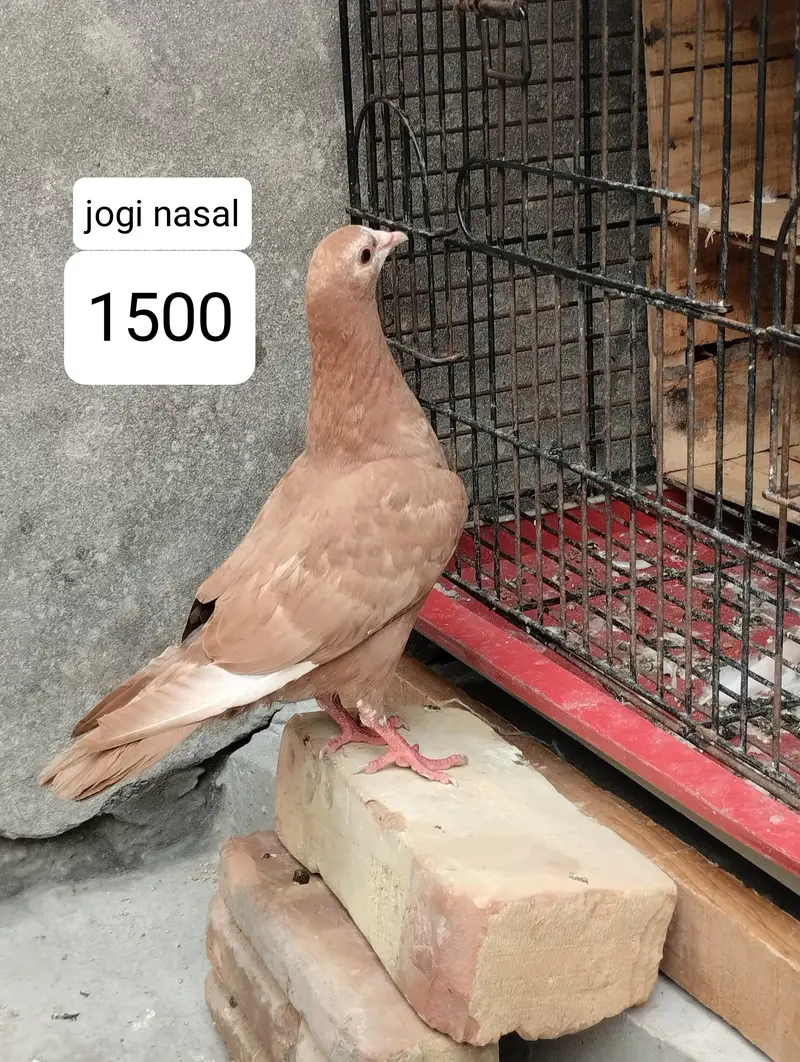 pigeons available — photo 5