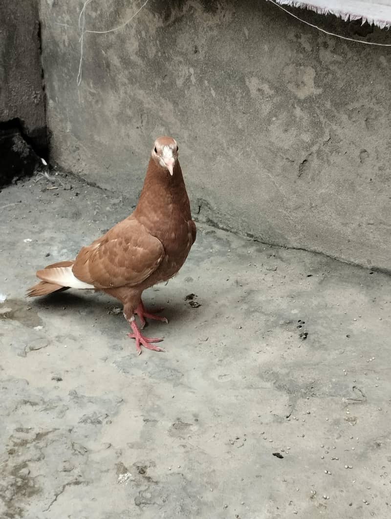 pigeons available 5