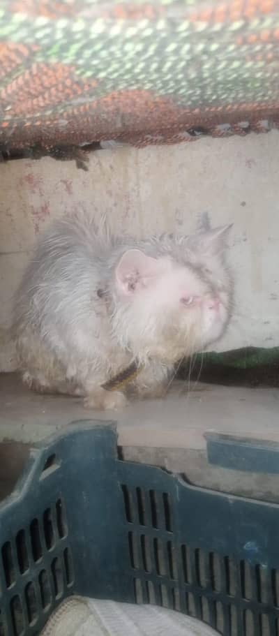 Russian Mal for sale