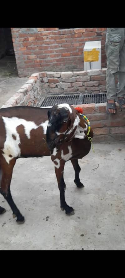 dasi bital Nagri dabi bakri