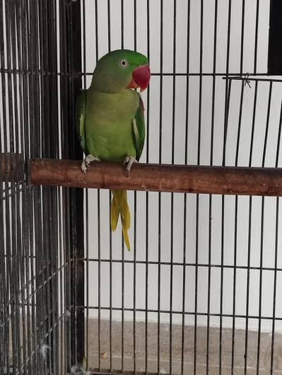 pahri female breeder