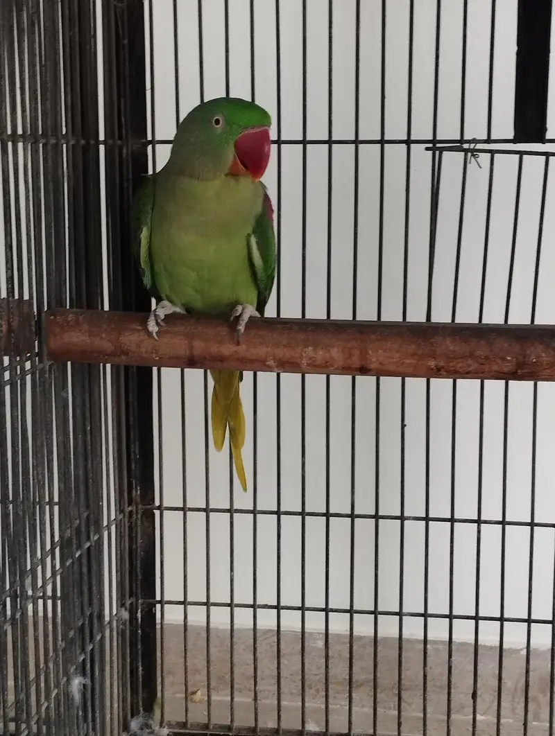 pahri female breeder — photo 2