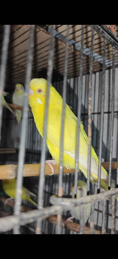 breeder pair