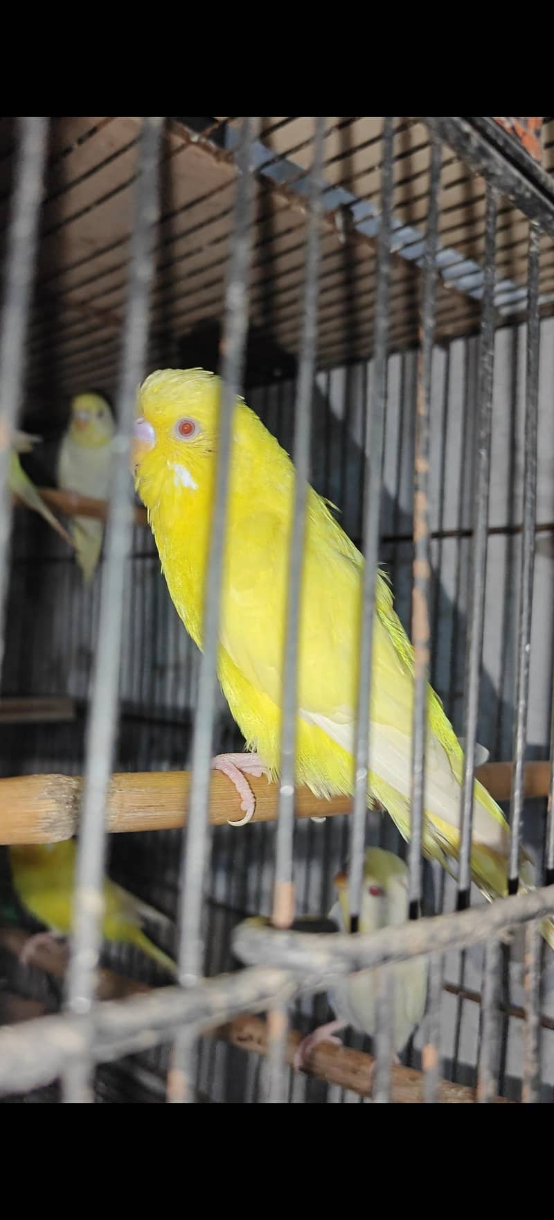 breeder pair 0