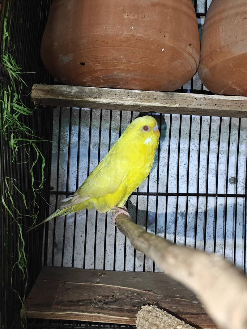 breeder pair 1