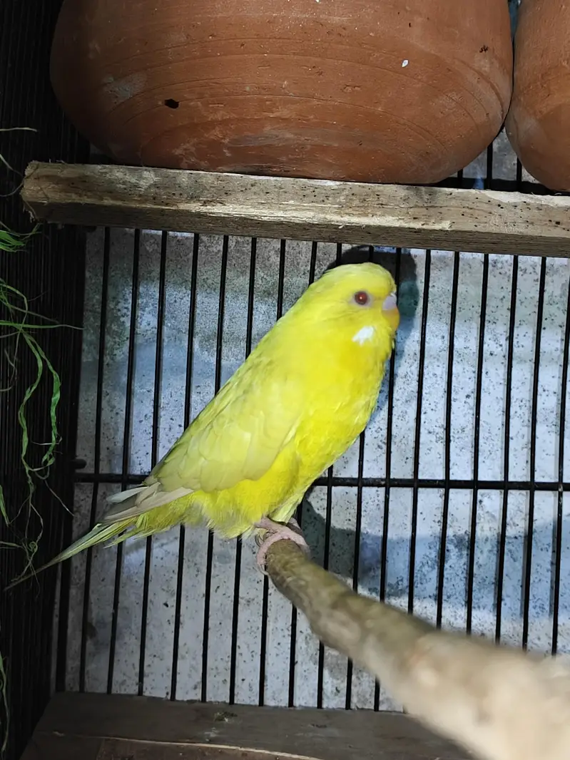 breeder pair — photo 3