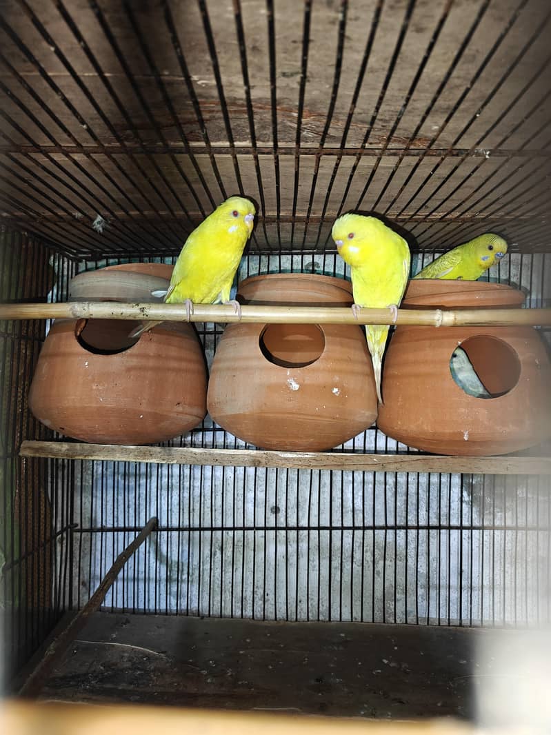 breeder pair 3