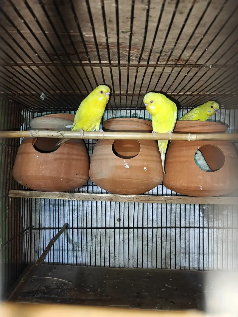 breeder pair — photo 4