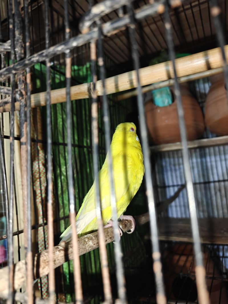 breeder pair 4