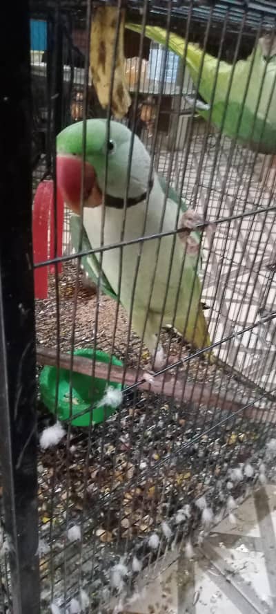 kashmiri raw birds