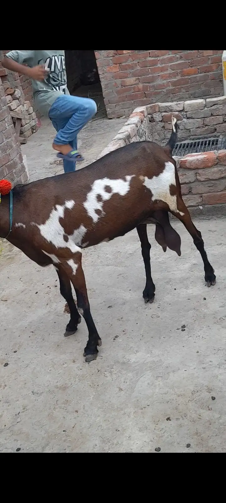 dasi bital Nagri dabi bakri — photo 2