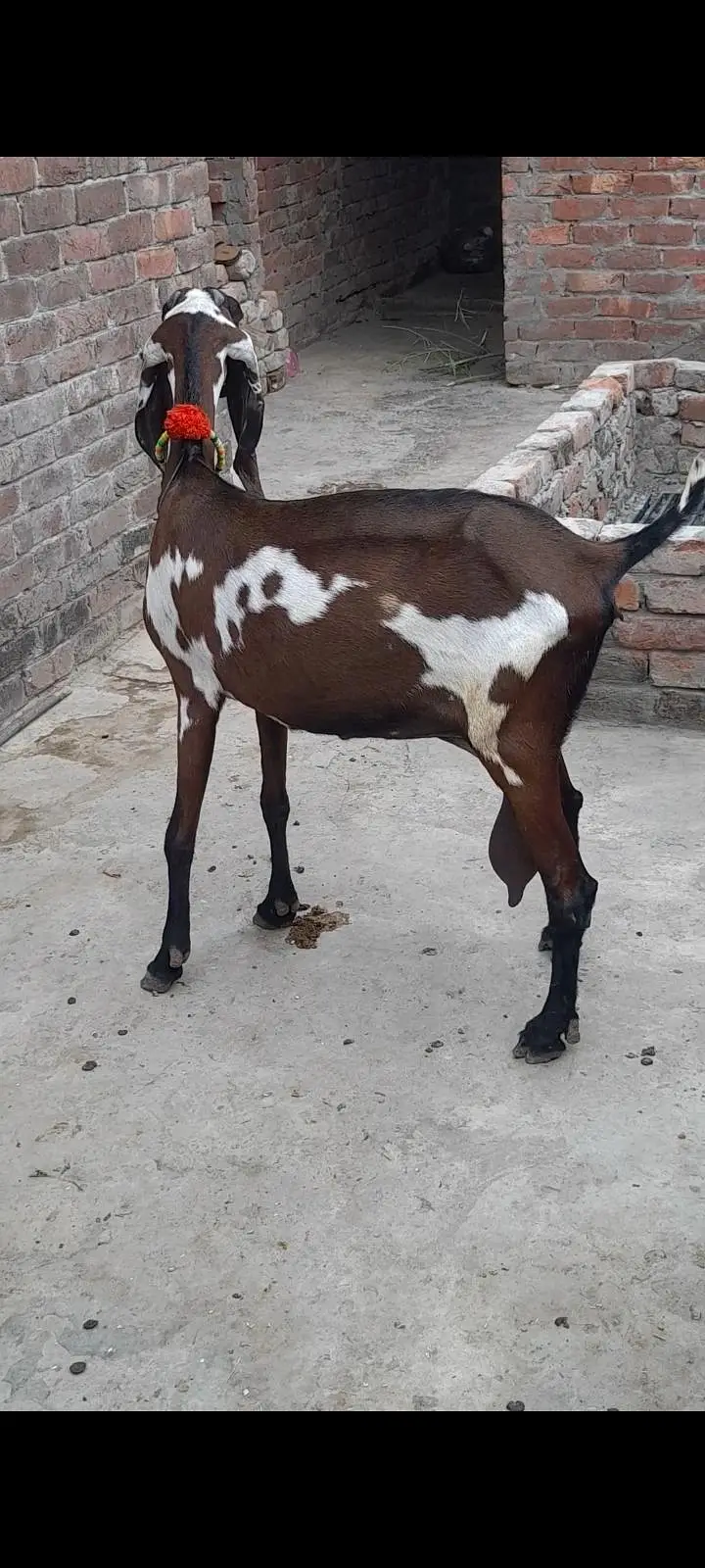 dasi bital Nagri dabi bakri — photo 3