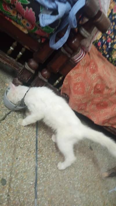 Beautiful Russian Female Cat for Sale – 8 Months Old