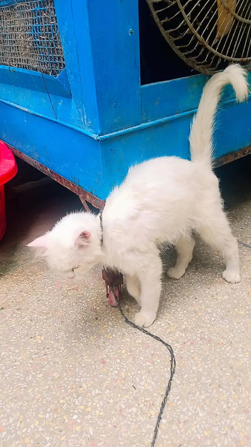 Beautiful Russian Female Cat for Sale – 8 Months Old — photo 2