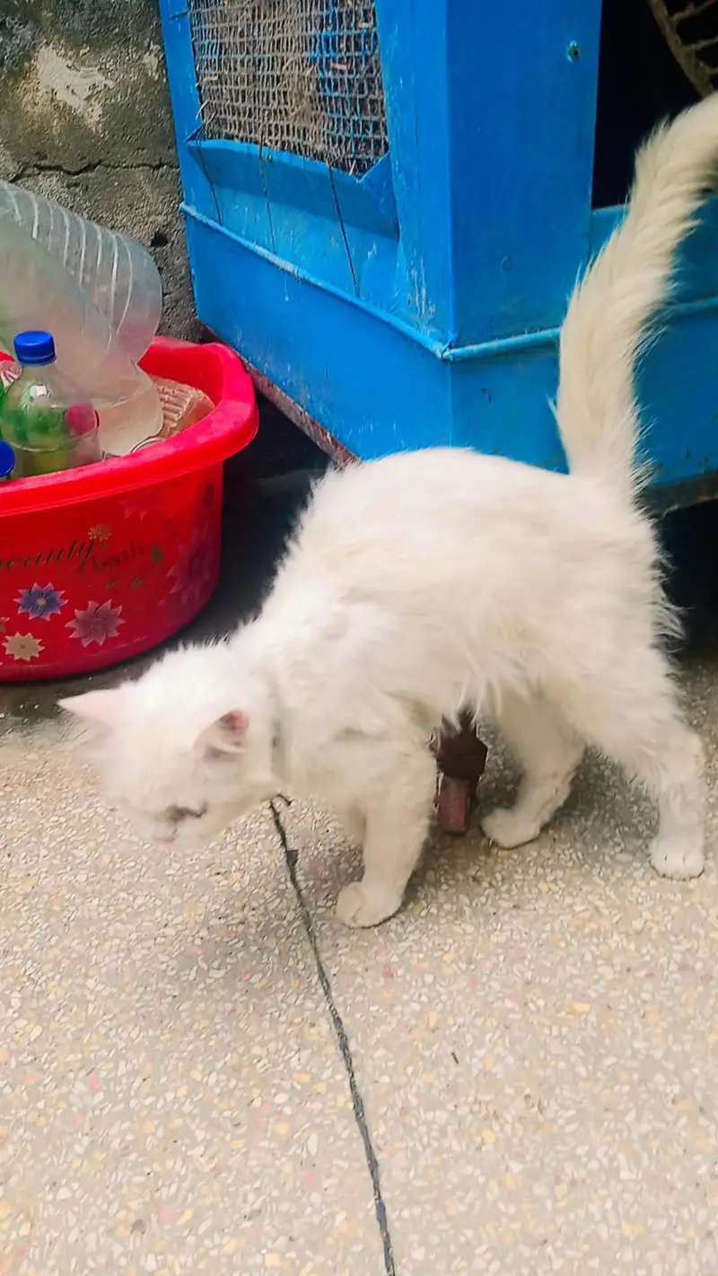 Beautiful Russian Female Cat for Sale – 8 Months Old — photo 3