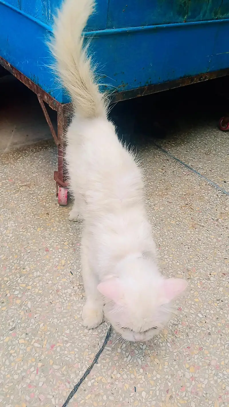 Beautiful Russian Female Cat for Sale – 8 Months Old — photo 4