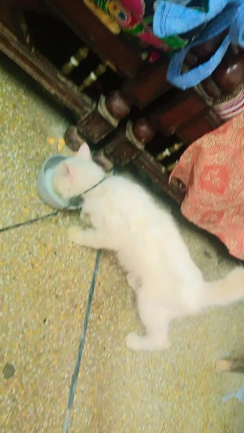 Beautiful Russian Female Cat for Sale – 8 Months Old — photo 5