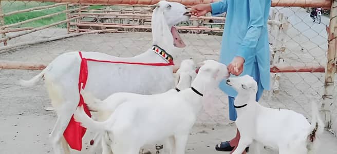 3 bacchon wali bakri gulabi for sale call