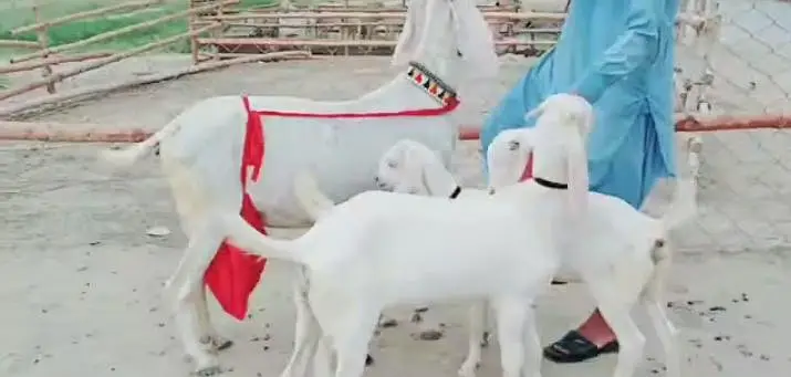 3 bacchon wali bakri gulabi for sale call — photo 3