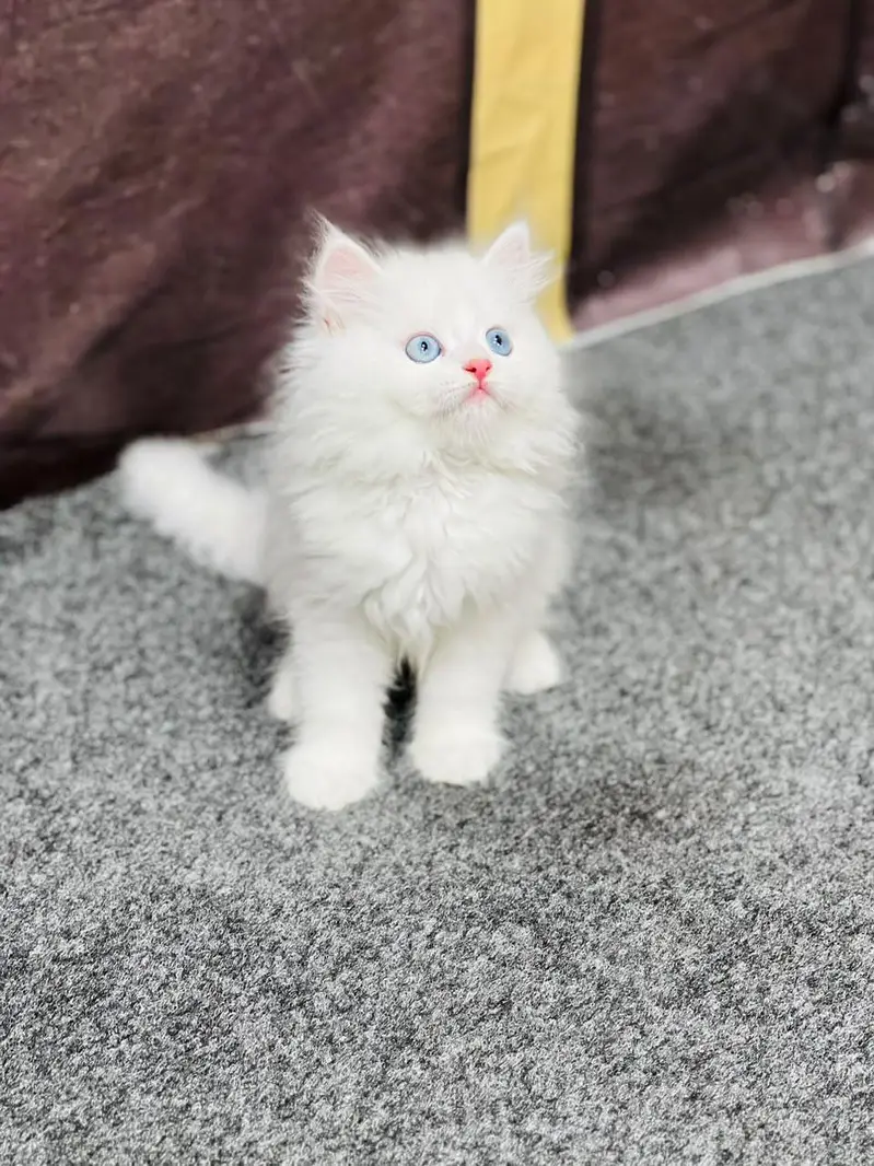 cash on delivery available Persian Punch face triple coat cat Kitten — photo 3