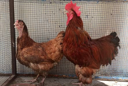 Heavy Buff / Cochin fancy chickens