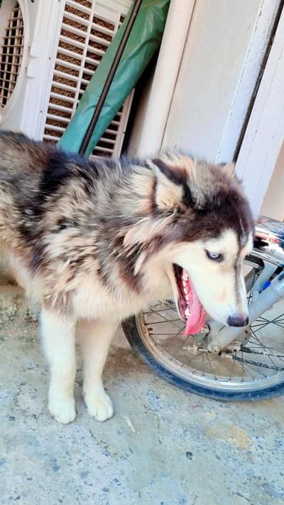 female Huskey for sale